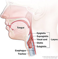 Illustration of larynx.