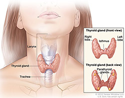 Illustration of thyroid.